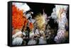 Carnival, Corrientes, Northern Argentina, Argentina, South America-Walter Rawlings-Framed Stretched Canvas