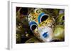 Carnival Masks.-Terry Eggers-Framed Photographic Print