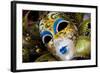 Carnival Masks.-Terry Eggers-Framed Photographic Print