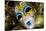 Carnival Masks.-Terry Eggers-Mounted Photographic Print