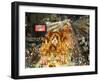 Carnival Parade at the Sambodrome, Rio de Janeiro, Brazil, South America-Yadid Levy-Framed Photographic Print