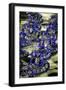 Carnival Parade at the Sambodrome, Rio de Janeiro, Brazil, South America-Yadid Levy-Framed Photographic Print