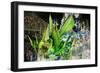 Carnival Parade at the Sambodrome, Rio de Janeiro, Brazil, South America-Yadid Levy-Framed Photographic Print