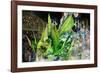 Carnival Parade at the Sambodrome, Rio de Janeiro, Brazil, South America-Yadid Levy-Framed Photographic Print