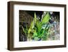 Carnival Parade at the Sambodrome, Rio de Janeiro, Brazil, South America-Yadid Levy-Framed Photographic Print