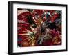 Carnival, Trinidad, West Indies, Caribbean, Central America-Adam Woolfitt-Framed Photographic Print