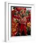 Carnival, Trinidad, West Indies, Caribbean, Central America-Adam Woolfitt-Framed Photographic Print