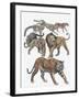 Carnivores from the Felidae Family-null-Framed Giclee Print