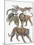 Carnivores from the Felidae Family-null-Mounted Giclee Print