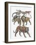 Carnivores from the Felidae Family-null-Framed Giclee Print