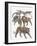 Carnivores from the Felidae Family-null-Framed Giclee Print