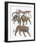 Carnivores from the Felidae Family-null-Framed Giclee Print