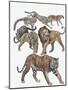 Carnivores from the Felidae Family-null-Mounted Giclee Print