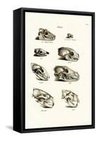 Carnivores Skulls, 1824-Karl Joseph Brodtmann-Framed Stretched Canvas