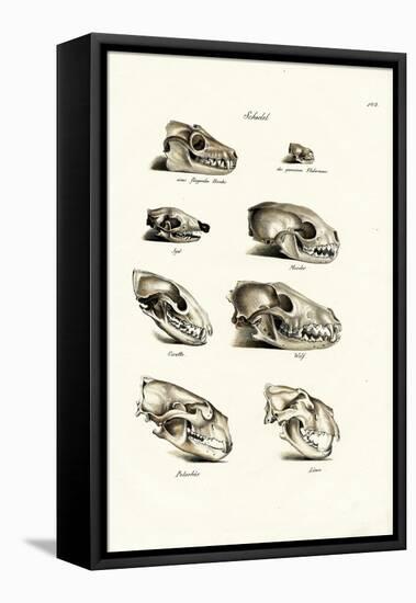 Carnivores Skulls, 1824-Karl Joseph Brodtmann-Framed Stretched Canvas
