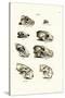 Carnivores Skulls, 1824-Karl Joseph Brodtmann-Stretched Canvas