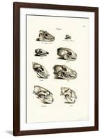 Carnivores Skulls, 1824-Karl Joseph Brodtmann-Framed Giclee Print