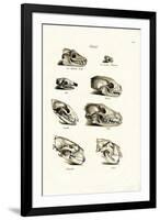 Carnivores Skulls, 1824-Karl Joseph Brodtmann-Framed Giclee Print