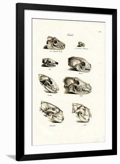 Carnivores Skulls, 1824-Karl Joseph Brodtmann-Framed Giclee Print