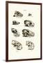 Carnivores Skulls, 1824-Karl Joseph Brodtmann-Framed Giclee Print