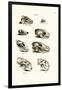 Carnivores Skulls, 1824-Karl Joseph Brodtmann-Framed Giclee Print