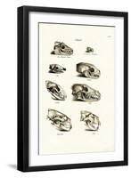 Carnivores Skulls, 1824-Karl Joseph Brodtmann-Framed Giclee Print