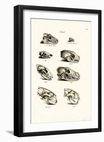 Carnivores Skulls, 1824-Karl Joseph Brodtmann-Framed Giclee Print