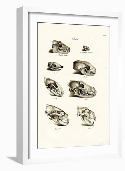 Carnivores Skulls, 1824-Karl Joseph Brodtmann-Framed Giclee Print