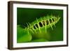 Carnivorous Plant with Trapped Fly-Ulio-Framed Photographic Print