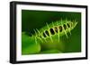 Carnivorous Plant with Trapped Fly-Ulio-Framed Photographic Print