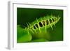 Carnivorous Plant with Trapped Fly-Ulio-Framed Photographic Print