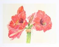 Amaryllis-Carol Ann Bolt-Limited Edition