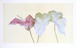 Amaryllis-Carol Ann Bolt-Framed Limited Edition