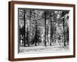 Brown Frame