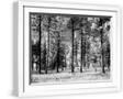 White Frame