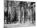 Wood Mount