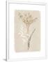 Gramercy White