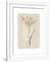Gramercy White