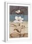 White Frame