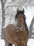 Percheron horses, walking through snow, Alberta, Canada-Carol Walker-Photographic Print