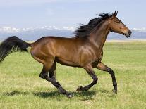 Palomino Peruvian paso mare and foal, New Mexico, USA-Carol Walker-Photographic Print