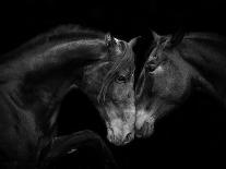 Percheron horses, two walking through snow. Alberta, Canada-Carol Walker-Stretched Canvas