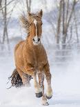 Percheron horses, two walking through snow. Alberta, Canada-Carol Walker-Photographic Print