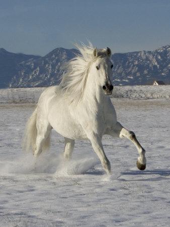 Gray Andalusian Stallion, Cantering in Snow, Longmont, Colorado, USA