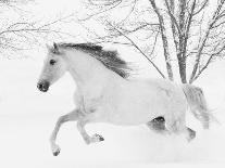 Gray Andalusian Stallion, Cantering in Snow, Longmont, Colorado, USA-Carol Walker-Photographic Print