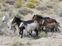 Wild Mustang Pinto Foal Nuzzling Up To Mother, Sand Wash Basin Herd Area, Colorado, USA-Carol Walker-Photographic Print