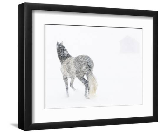 Photographic Print, , large