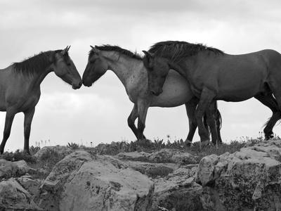 Mustang / Wild Horse Red Dun Stallion Sniffing Mare's Noses, Montana, USA Pryor