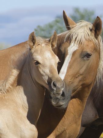 Palomino Peruvian paso mare and foal, New Mexico, USA