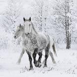 Horse In Snow Storm With Shed In Background, USA-Carol Walker-Photographic Print